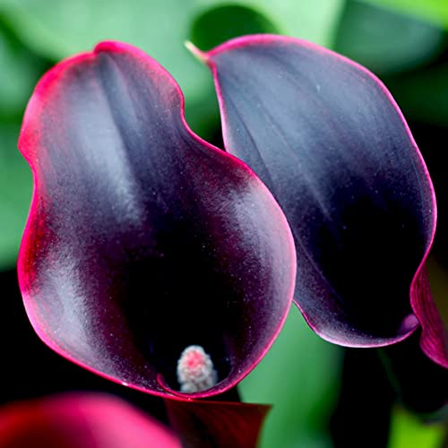 Haloppe 100 Stück Calla-Lilien-Blumen-Pflanzensamen für die Hausgartenbepflanzung, Zantedeschia Calla-Lilien-Samen, Bonsai-Topfpflanzung, Gartenblumen-Dekor Weinrot von Haloppe