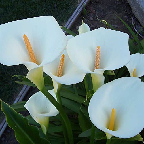 Haloppe 100 Stück Calla-Lilien-Blumen-Pflanzensamen für die Hausgartenbepflanzung, Zantedeschia Calla-Lilien-Samen, Bonsai-Topfpflanzung, Gartenblumen-Dekor Weiß von Haloppe