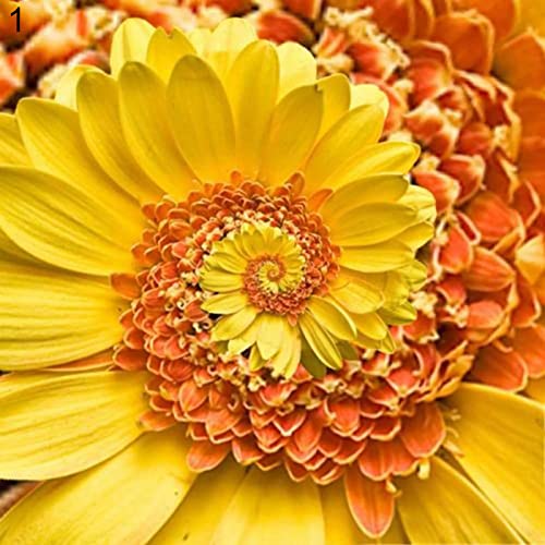 Haloppe 100 Stück Chrysanthemen-Blumen-Pflanzensamen für die Bepflanzung des Hausgartens, Chrysanthemen-Samen, mehrjährige Bonsai-Blumensamen für den Garten Gelb von Haloppe