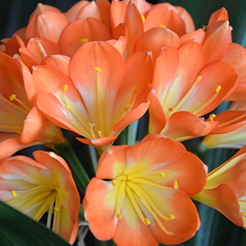 Haloppe 100 Stück Clivia Blumen Pflanzensamen für die Bepflanzung des Hausgartens, Clivia Seeds Natürliche frische Kaffirsamen für den Balkon Clivia Miniata-Samen von Haloppe