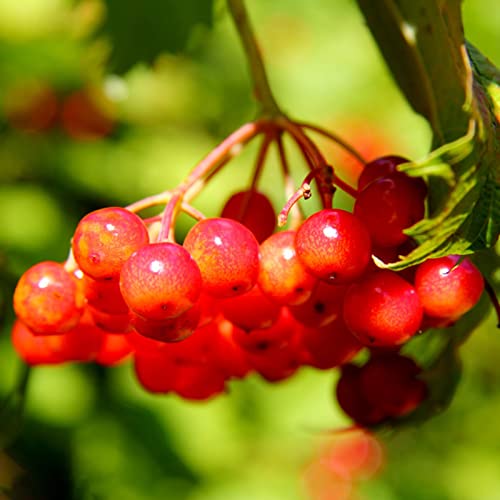 Haloppe 100 Stück Cranberry-Fruchtsamen für die Bepflanzung des Hausgartens, Cranberry-Samen, Ernten, Cranberry-Samen für den Garten Cranberry-Samen von Haloppe