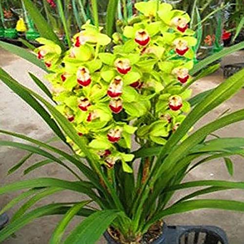 Haloppe 100 Stück Cymbidium Blumen Pflanzen Samen für Hausgarten Pflanzen, Cymbidium Zierpflanze Blumensamen Garten Yard Home Bonsai Decor Grün von Haloppe