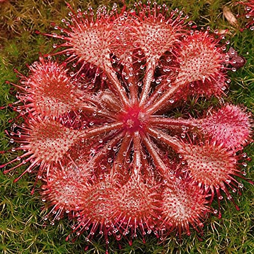 Haloppe 100 Stück Drosera Falconeri Blumen Pflanzen Samen für die Bepflanzung des Hausgartens, Drosera Falconeri Samen Gartenarbeit Geschenk Drosera Samen für den Balkon Rosa von Haloppe