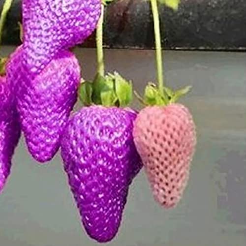Haloppe 100 Stück Erdbeerfruchtsamen für den Hausgarten, Erdbeersamen, mehrfarbige Fruchtsamen für den Bauernhof Violett von Haloppe