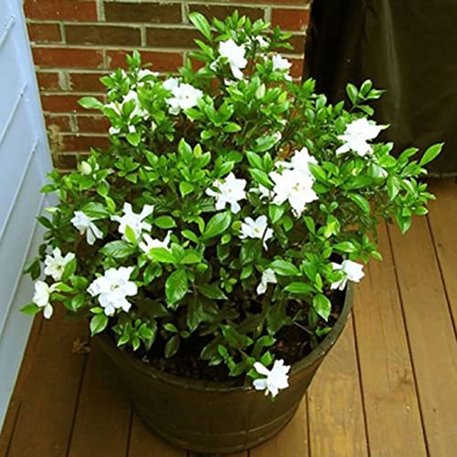 Haloppe 100 Stück Gardenia Kap-Jasmin-Blumen, Pflanzensamen für die Hausgartenbepflanzung, Gardenia Kap-Jasmin-Samen, duftende weiße Blume, Bonsai-Gartendekoration von Haloppe