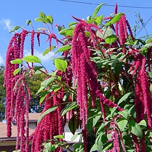 Haloppe 100 Stück Getreide-Amaranth-Blumen-Pflanzen-Samen für die Bepflanzung des Hausgartens, Amaranth-Samen für den Garten Samen von Haloppe