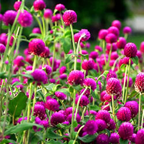 Haloppe 100 Stück Gomphrena Globosa Blumen Pflanzen Samen für Hausgarten Pflanzen, Gomphrena Globosa Samen Blumensamen für Parterre Mischfarbe von Haloppe