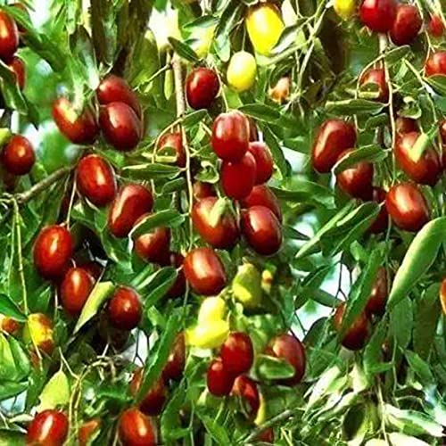 Haloppe 100 Stück Jujube-Fruchtsamen für den Hausgarten, süße Jujube-Samen, rotes Datum, Obstpflanze, Baum, Garten, Hinterhof, Bauernhof, Dekoration Jujube-Samen von Haloppe