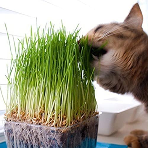 Haloppe 100 Stück Katzengras-Samen für den Hausgarten, Katzengras-Samen, frische kleine Pflanzensamen für den Garten Katzengrassamen von Haloppe