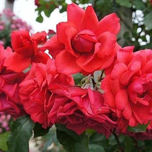 Haloppe 100 Stück Kletterrose Blumen Pflanzensamen für die Bepflanzung des Hausgartens, Kletterrose Samen Blumenpflanze Hausgarten Dach Bonsai Balkon Dekor Rot von Haloppe