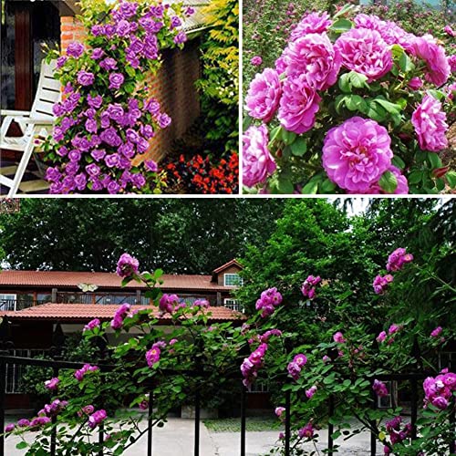 Haloppe 100 Stück Kletterrosen-Blumen-Pflanzensamen für das Pflanzen im Hausgarten, Kletterrosen-Samen für Garten, Zuhause, Balkon, Zäune, Dekor, Pflanzen, Blumen Violett von Haloppe