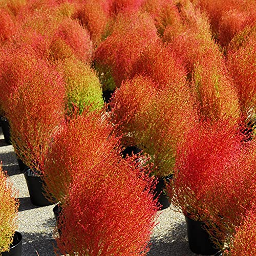 Haloppe 100 Stück Kochia Scoparia Graspflanzensamen für die Hausgartenbepflanzung, brennender Busch Kochia Scoparia Grassamen Hausgartenbepflanzung Bonsai Dekor Orange von Haloppe