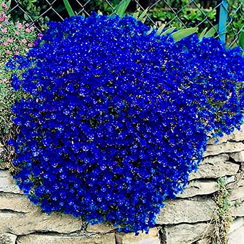 Haloppe 100 Stück Kresse-Pflanzensamen für die Bepflanzung des Hausgartens, kriechende Blumenpflanze, mehrjährige Gartenboden-Steinblumen-Setzlinge für Gartenrasen Blau von Haloppe