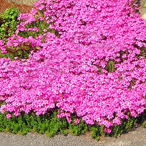 Haloppe 100 Stück Kresse-Pflanzensamen für die Bepflanzung des Hausgartens, kriechende Blumenpflanze, mehrjährige Gartenboden-Steinblumen-Setzlinge für Gartenrasen Rosa von Haloppe