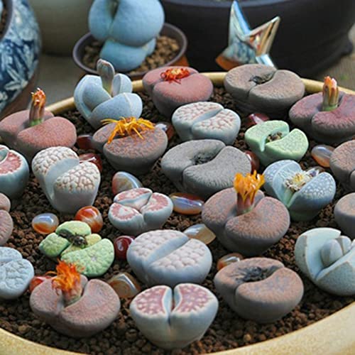 Haloppe 100 Stück Lithops-Blumenpflanzensamen für die Bepflanzung des Hausgartens, Lithops-Kaktus-Sukkulentensamen für den Innenbereich Lithops-Samen von Haloppe