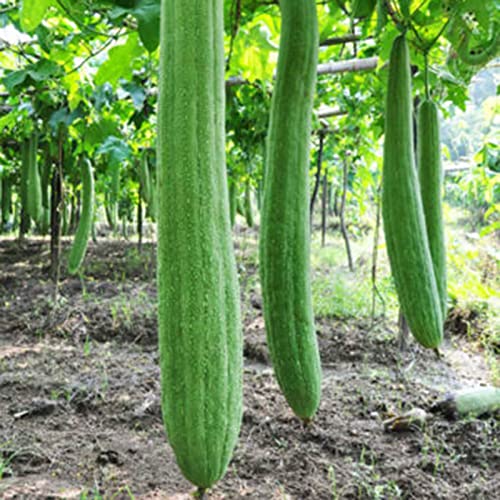 Haloppe 100 Stück Luffa-Gemüsesamen für die Bepflanzung des Hausgartens, Luffa-Samen, frische Indoor-Outdoor-Gemüsesamen Samen von Haloppe