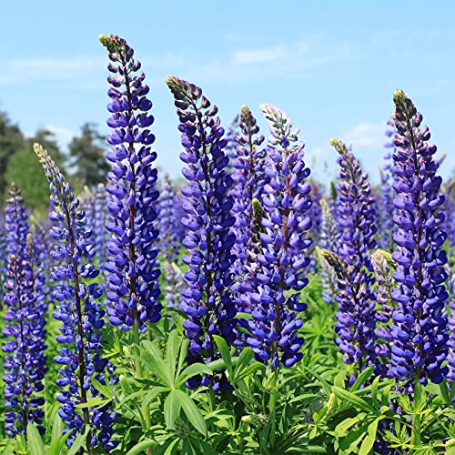 Haloppe 100 Stück Lupinenblumen Pflanzensamen für die Bepflanzung des Hausgartens, lila Blütenlupinensamen für Fenster Lupinensamen von Haloppe