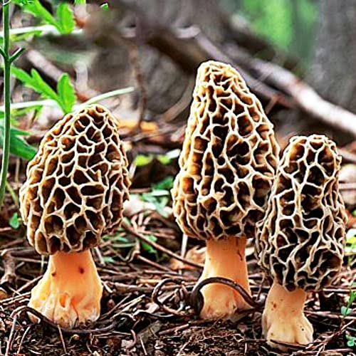 Haloppe 100 Stück Morchella-Gemüsesamen für die Bepflanzung des Hausgartens, Pilz-Morchella-Samen, Sporen, Spawn, Hausgarten, Hof, Gemüsewachstum Morchella-Samen von Haloppe