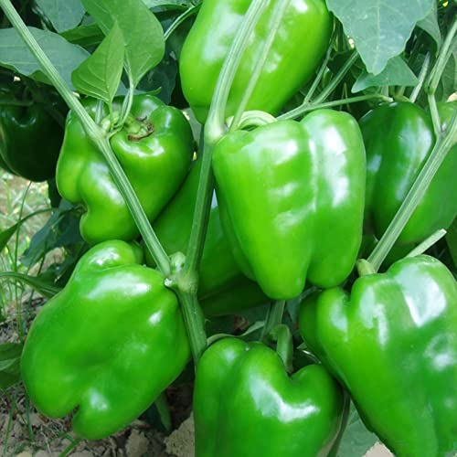 Haloppe 100 Stück Paprika-Gemüse-Samen für die Bepflanzung des Hausgartens, Paprika-Samen, süße Gartensamen für den Hof Grün von Haloppe