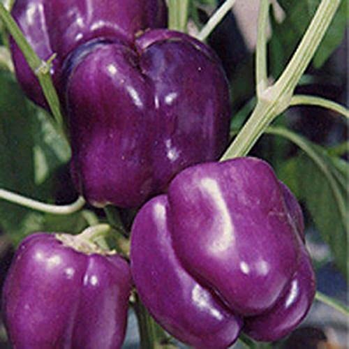 Haloppe 100 Stück Paprika-Gemüse-Samen für die Bepflanzung des Hausgartens, Paprika-Samen, süße Gartensamen für den Hof Violett von Haloppe