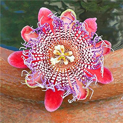 Haloppe 100 Stück Passiflora Incarnata Blumen Pflanzensamen für die Bepflanzung des Hausgartens, Passiflora Incarnata Pflanzensamen für den Garten Passionsblumensamen von Haloppe