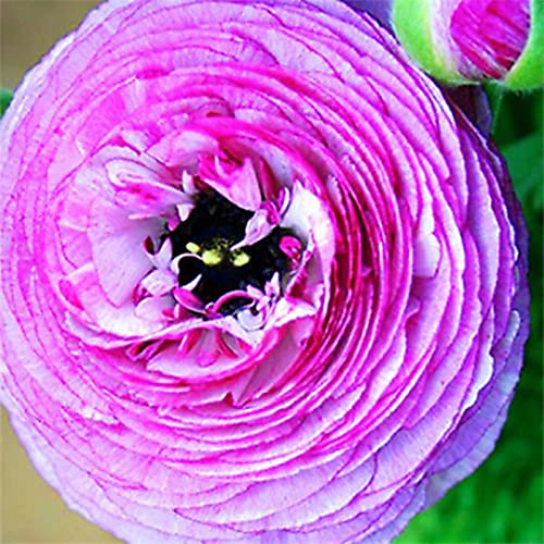 Haloppe 100 Stück Ranunculus Asiaticus Blumen Pflanzensamen für die Bepflanzung des Hausgartens, hübsche Ranunculus Asiaticus Butterblume Samen Blume Hausgartenpflanze Rosa von Haloppe
