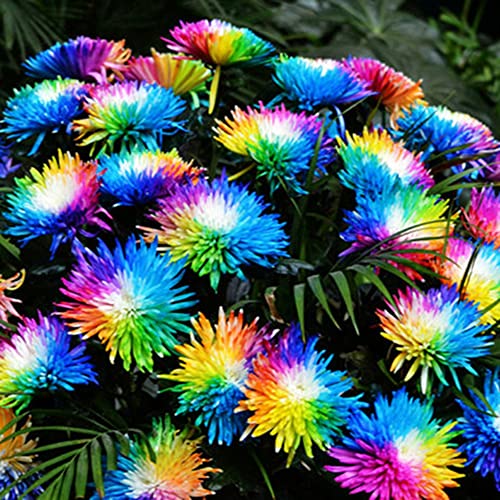 Haloppe 100 Stück Regenbogen-Chrysantheme Blumen Pflanzensamen für die Bepflanzung des Hausgartens, seltene Regenbogen-Chrysantheme Blumensamen Garten Bonsai mehrjährige Pflanze Saatgut von Haloppe