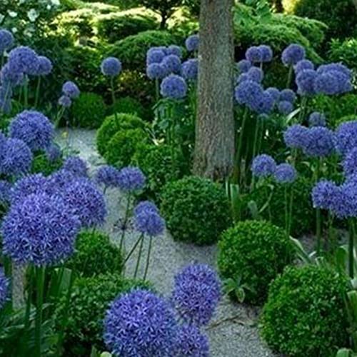 Haloppe 100 Stück Riesenzwiebelblumen Pflanzensamen für die Bepflanzung des Hausgartens, Riesenzwiebelsamen Allium Giganteum Blumenpflanze Hausgarten Bonsai Dekor Blau Lila von Haloppe