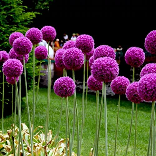 Haloppe 100 Stück Riesenzwiebelblumen Pflanzensamen für die Bepflanzung des Hausgartens, Riesenzwiebelsamen Allium Giganteum Blumenpflanze Hausgarten Bonsai Dekor Rosa von Haloppe