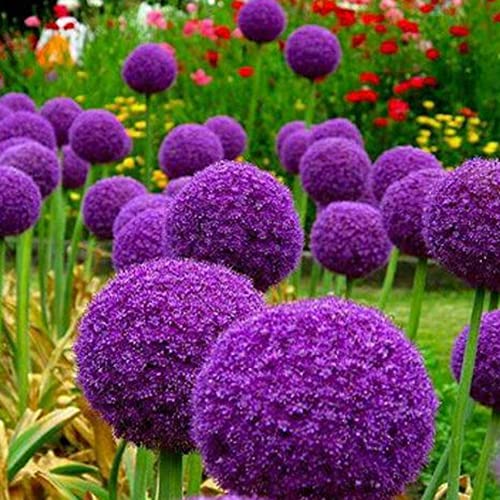 Haloppe 100 Stück Riesenzwiebelblumen Pflanzensamen für die Bepflanzung des Hausgartens, Riesenzwiebelsamen Allium Giganteum Blumenpflanze Hausgarten Bonsai Dekor Violett von Haloppe