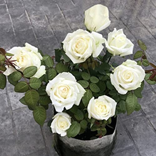 Haloppe 100 Stück Rose Blumen Pflanzen Samen für Hausgarten Pflanzen, Samen Natürliche Rosensamen Weiß von Haloppe