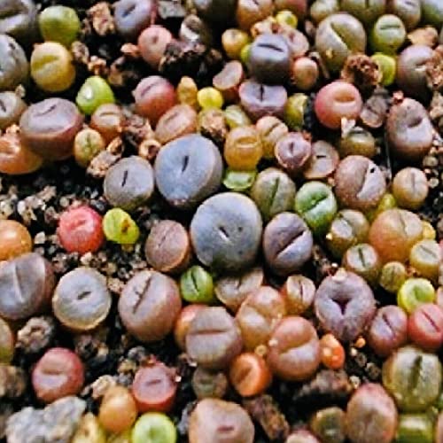 Haloppe 100 Stück Sukkulenten-Samen für die Bepflanzung des Hausgartens, Lithops Rare Living Stones Sukkulenten-Garten-Bonsai-Balkon-Dekor Saftige Samen von Haloppe