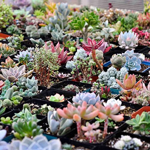 Haloppe 100 Stück Sukkulentensamen für die Hausgartenbepflanzung, gemischte seltene Pflanzen, exotische Garten-Lithops, Sukkulentensamen, Topfdekoration von Haloppe