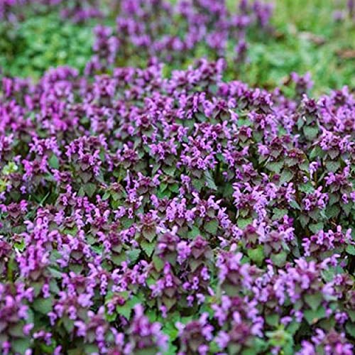 Haloppe 100 Stück Taubnessel Blumen Pflanzen Samen für Hausgarten Pflanzen, Taubnessel Samen Lila Purpureum Rot Henbit Samen für den Außenbereich Samen von Haloppe