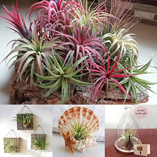 Haloppe 100 Stück Tillandsia-Pflanzensamen für die Bepflanzung des Hausgartens, Tillandsia-Samen, seltene sortierte Lonantha-Luftpflanzen, Gartenschönheitsdekoration von Haloppe