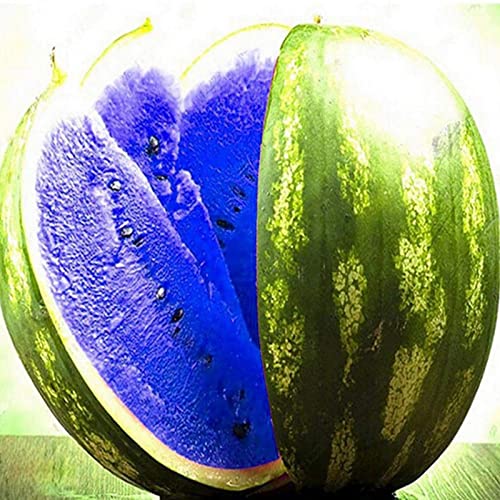 Haloppe 100 Stück Wassermelonen-Fruchtsamen für die Bepflanzung des Hausgartens, Wassermelonen-Samen, gemischte Farbe, Wassermelonen-Fruchtsamen für den Bauernhof Blau von Haloppe