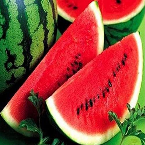 Haloppe 100 Stück Wassermelonen-Fruchtsamen für die Bepflanzung des Hausgartens, Wassermelonen-Samen, gemischte Farbe, Wassermelonen-Fruchtsamen für den Bauernhof Rot von Haloppe