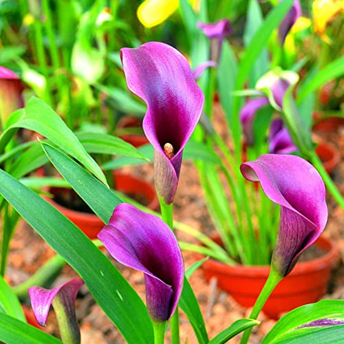 Haloppe 100 Stück Zantedeschia Aethiopica Blumen Pflanzensamen für die Bepflanzung des Hausgartens, bunte Gartendekoration Blumensamen für den Hof Violett von Haloppe