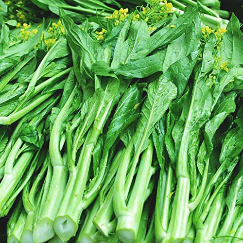 Haloppe 100 Stück chinesische Brokkoli-Gemüse-Samen für die Bepflanzung des Hausgartens, Samenpflanze chinesische Brokkoli-Samen für den Bauernhof Grün von Haloppe
