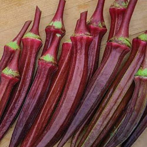 Haloppe 100 Stück rote Okra-Gemüsesamen für die Bepflanzung des Hausgartens, rote Okra-Samen gesunde natürliche Gumbo-Samen Gartenpflanze für den Gartenbau Rote Okra-Samen von Haloppe