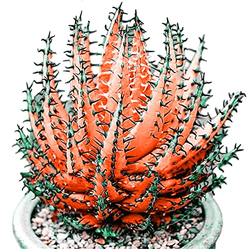 Haloppe 100 Stücke Aloe Vera Pflanzen Samen für Hausgarten Pflanzen, Bunte Aloe Vera Sukkulenten Kräuter Bonsai Balkon Garten Pflanzen Dekor Orange von Haloppe