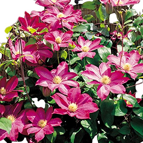 Haloppe 100 Stücke Clematis Blumen Pflanzen Samen für Hausgarten Pflanzen, Clematis Samen Gesunde Pflanzen Samen Rot von Haloppe