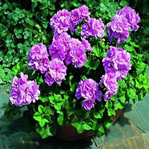 Haloppe 100 Stücke Geranium Blumen Pflanzen Samen für Hausgarten Pflanzen, Pelargonium Samen Geranium Blume Garten Balkon Bonsai Topfpflanze Dekor Violett von Haloppe