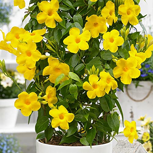 Haloppe 100 Stücke Mandevilla Sanderi Blumen Pflanzen Samen für Hausgarten Pflanzen, Klettern Mandevilla Sanderi Samen Bonsai Mehrjährige Topfpflanze Gelb von Haloppe