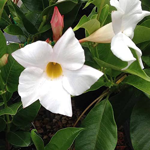 Haloppe 100 Stücke Mandevilla Sanderi Blumen Pflanzen Samen für Hausgarten Pflanzen, Klettern Mandevilla Sanderi Samen Bonsai Mehrjährige Topfpflanze Weiß von Haloppe