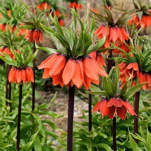 Haloppe 100 Stücke Obst Gemüse Samen für Hausgarten Pflanzen, Fritillaria Imperialis Samen Bonsai Pflanze Blume Garten Balkon Dekor Rot von Haloppe