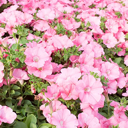 Haloppe 100 Stücke Petunien Blumen Pflanzen Samen für Hausgarten Pflanzen, Petunien Samen Bonsai Jährliche Landschaft Pflanzensamen für Parterre Rosa von Haloppe