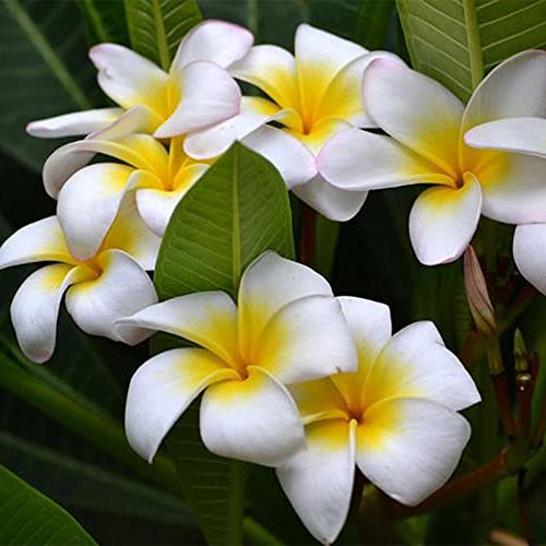 Haloppe 100 Stücke Plumeria Blumen Pflanzen Samen für Hausgarten Pflanzen, Plumeria Samen Plumeria Pflanzensamen für Garten Plumeria-Samen von Haloppe