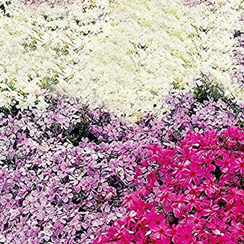 Haloppe 100 Stücke Rock Cress Blumen Pflanzen Samen für die Bepflanzung des Hausgartens, Garten Boden mehrjährige kriechende Blume Pflanze Decor Rock Cress Seeds Felsenkresse-Samen von Haloppe