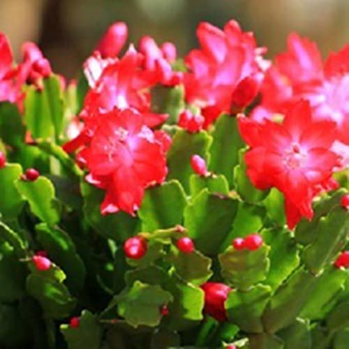 Haloppe 100 Stücke Schlumbergera Blumen Pflanzen Samen für Hausgarten Pflanzen, Schlumbergera Samen Kaktus Blumentopf Bonsai Garten Luftreinigende Pflanze Schlumbergera-Samen von Haloppe